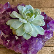 Oak Ranch Crystal Amethyst Collection
